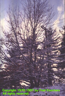A December tree